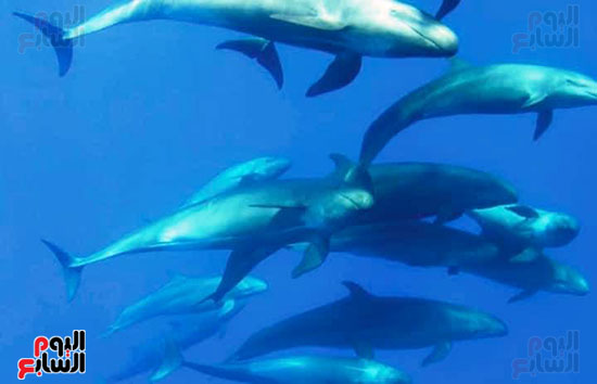 الدلافين-المختلفة-في-البحر-الأحمر-