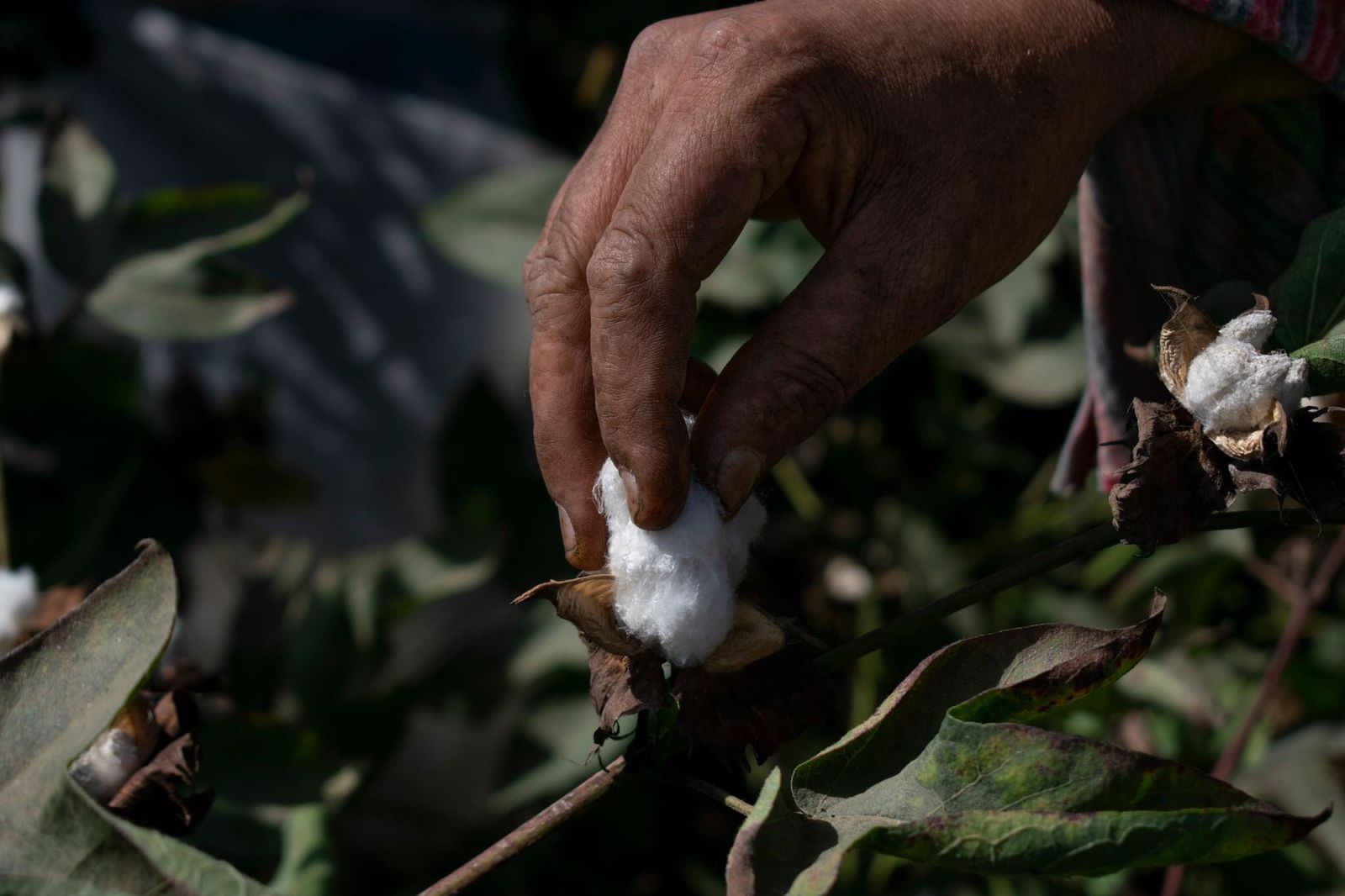 طالب شرقاوى يوثق حياة أهالى الريف بقرى مصر (5)