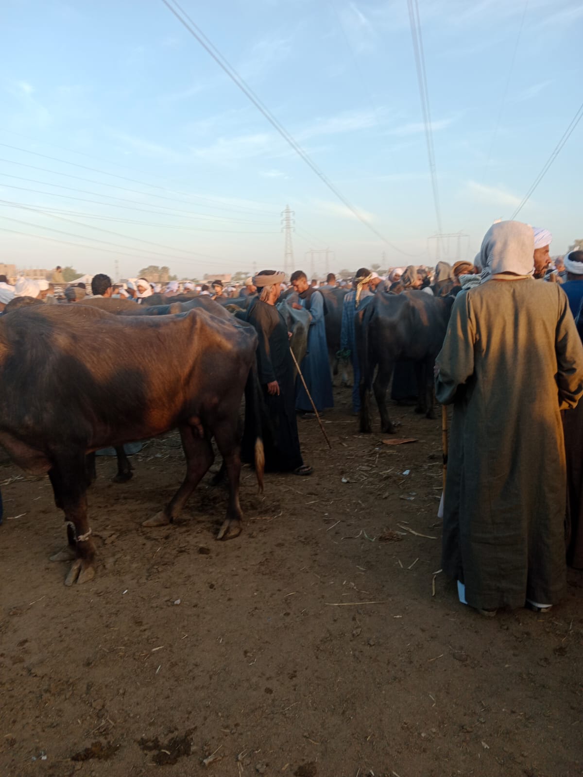 تحصين الماشية ضد مرضى الحمى القلاعية وحمى الوادى المتصدع