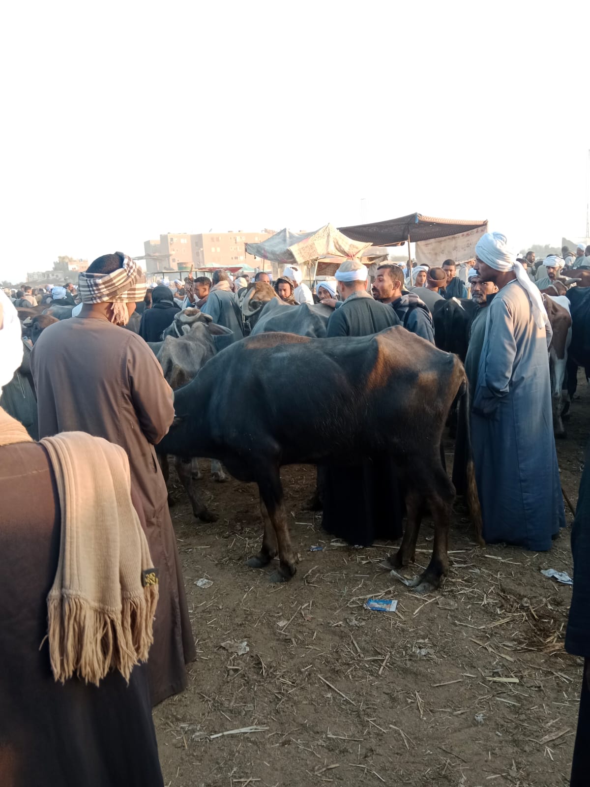 تحصين الماشية ضد طاعون المجترات الصغيرة