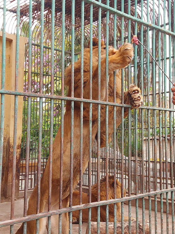 ملك الغابة ملك الغابة