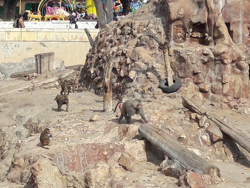 متعة التنزة فى حديقة الحيوان فى الشتاء (2)