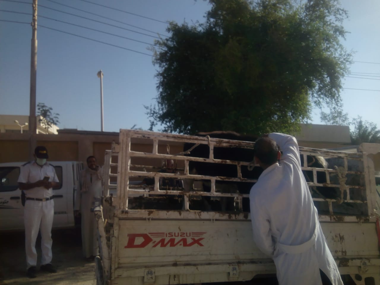 تحصين الماشية فى سوق أرمنت ضد حمى الوادى المتصدع والقلاعية تحصين الماشية فى سوق أرمنت ضد حمى الوادى المتصدع والقلاعية