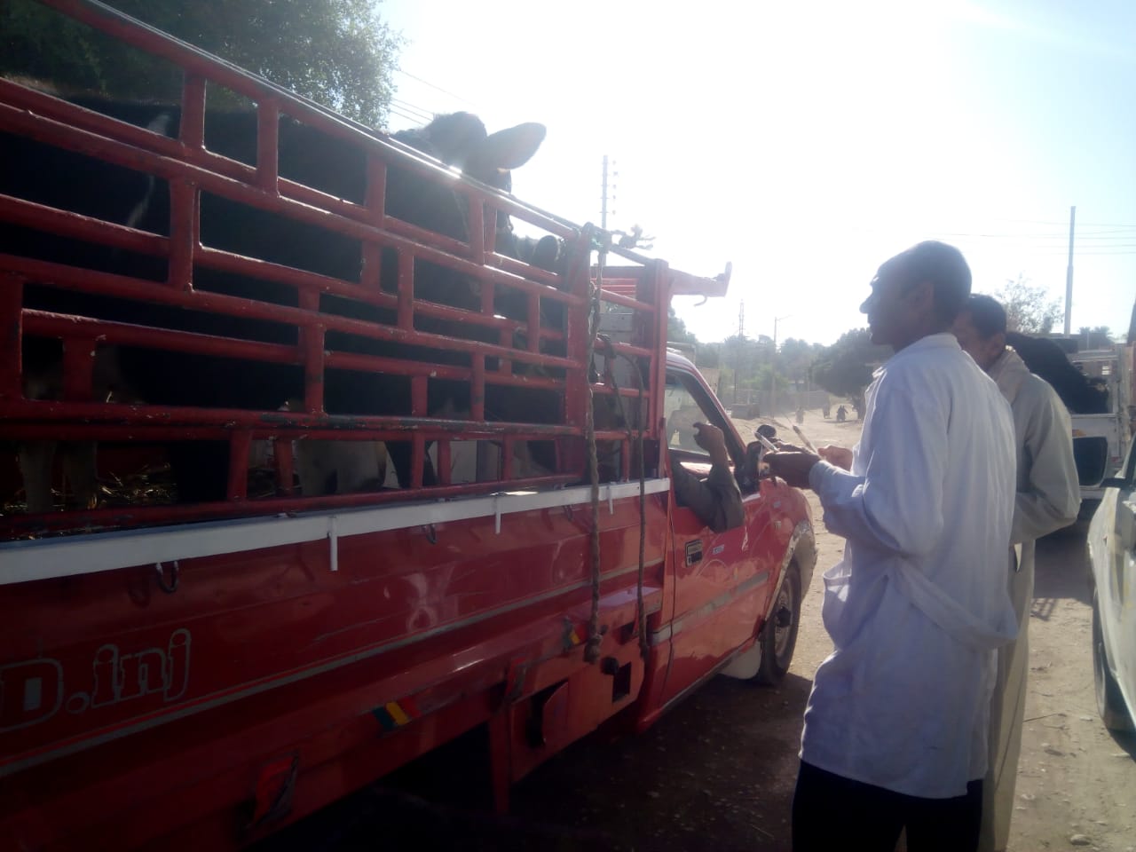 جانب من حملات التحصين للمواشي جانب من حملات التحصين للمواشي