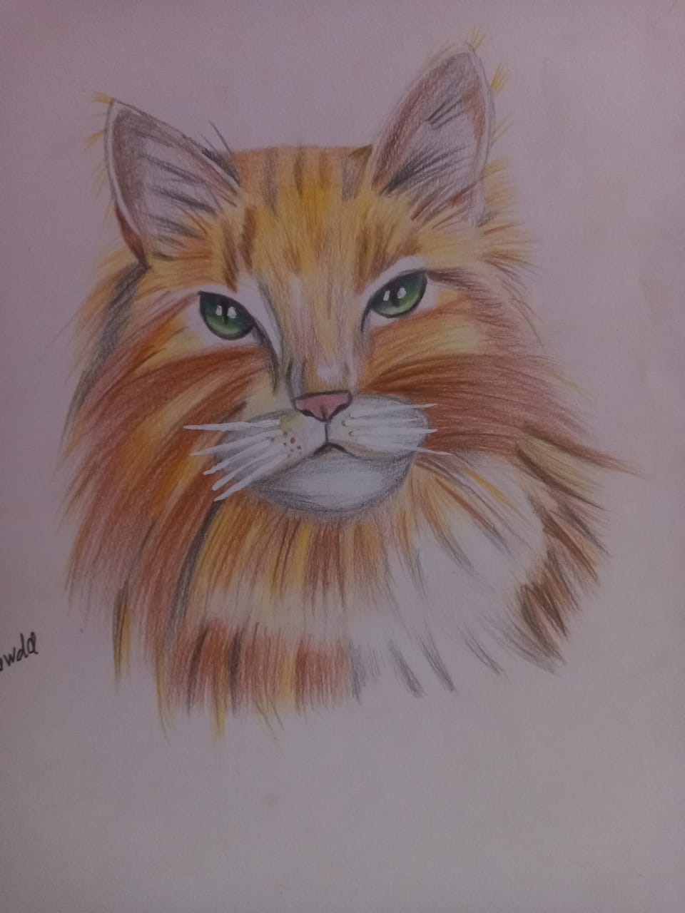 Mahmud'un anaokulu için bir kedi çizimi