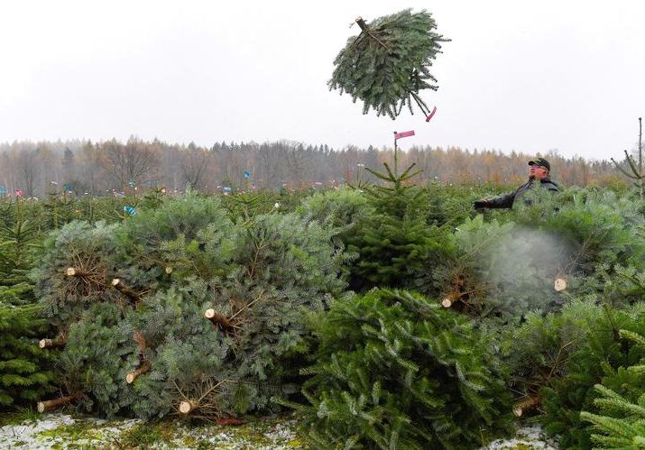 موظف يقطع أشجار عيد الميلاد في مزرعة بالمانيا