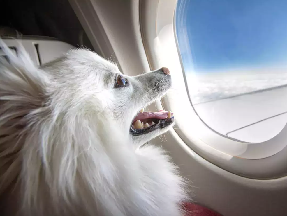 كلب فى رحلة طيران