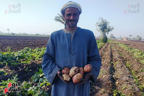 حصاد البطاطس فى المنيا (4)
