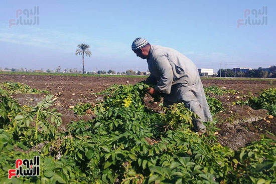 حصاد البطاطس فى المنيا (5)