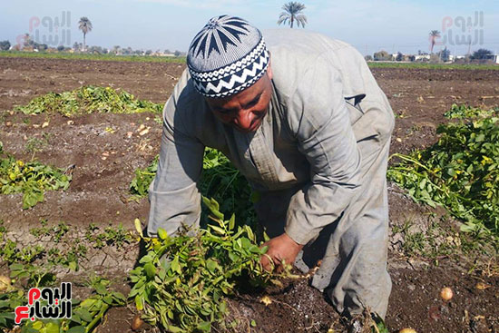 حصاد البطاطس فى المنيا (1)