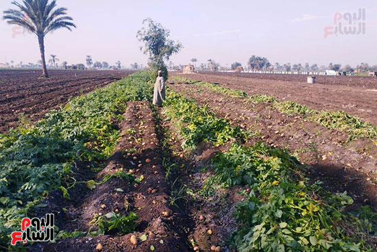 حصاد البطاطس فى المنيا (2)