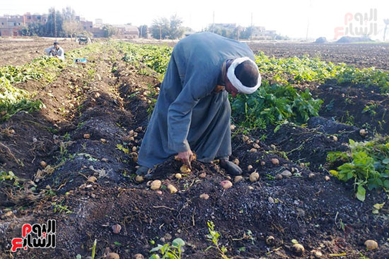 حصاد البطاطس فى المنيا (3)