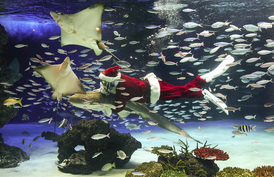 بابا نويل يطعم الأسماك فى طوكيو (3)