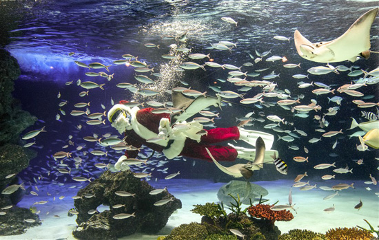 بابا نويل يطعم الأسماك فى طوكيو (9)