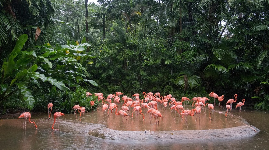 حديقة الطيور بسنغافورة