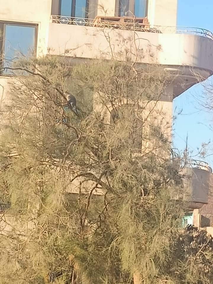 القرد على الشجرة أمام المستشفى