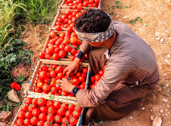 حصاد الطماطم فى الاقصر (3)