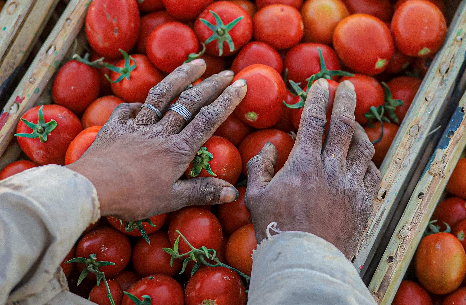 موسم جنى وحصاد الطماطم بمزارع الأقصر