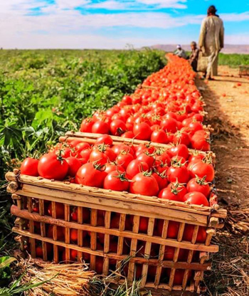 حصاد الطماطم فى الاقصر (4)