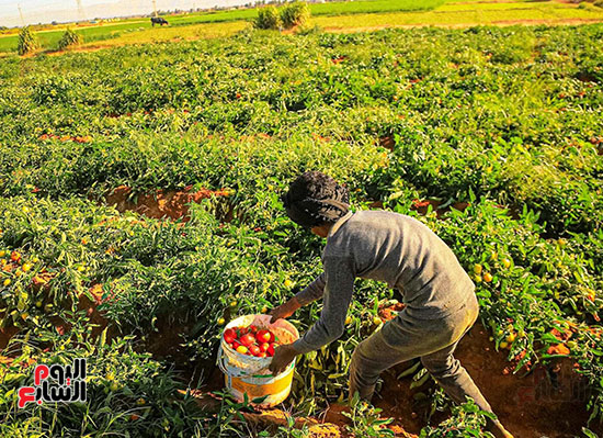 العمل-فى-جنى-محصول-الطماطم-بالمزارع