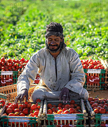 فرحة-جنى-الطماطم-بالمزارع
