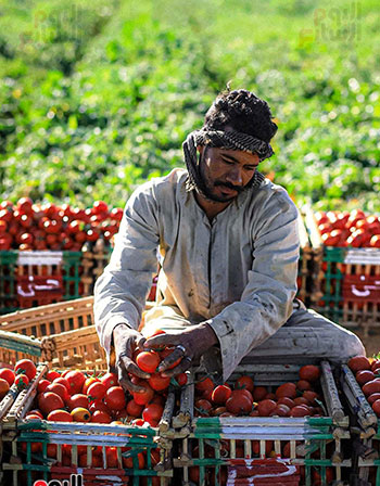 مزارع-خلال-تجميع-الطماطم-بعد-حصادها