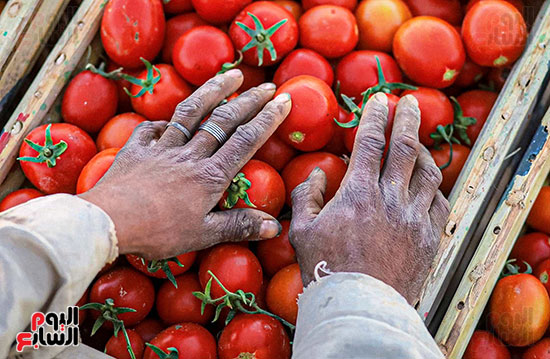 موسم-جنى-وحصاد-الطماطم-بمزارع-الأقصر