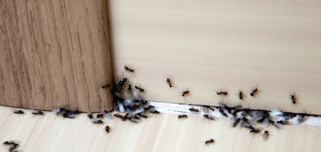 طرق امنة للتخلص من النمل