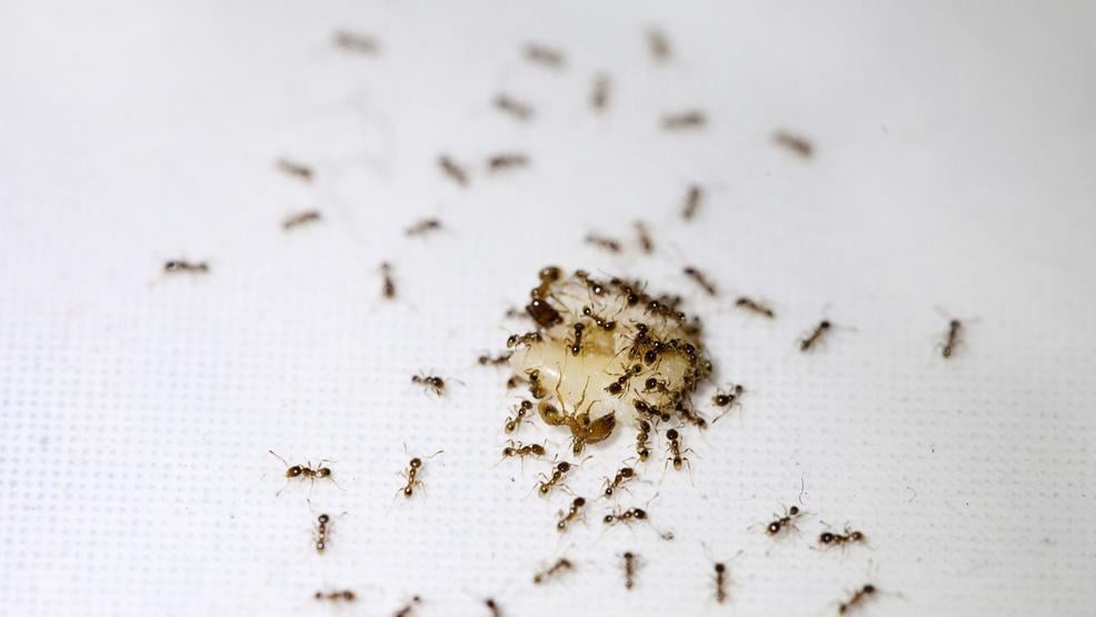منع النمل من البيت