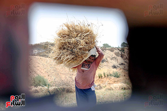 موسم حصاد القمح بمنطقة بنى سويف (2)