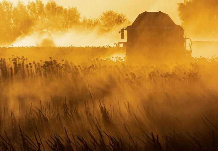 حصاد عباد الشمس في حقل وسط هجوم روسيا على أوكرانيا في منطقة تشيرنيهيف ، أوكرانيا.