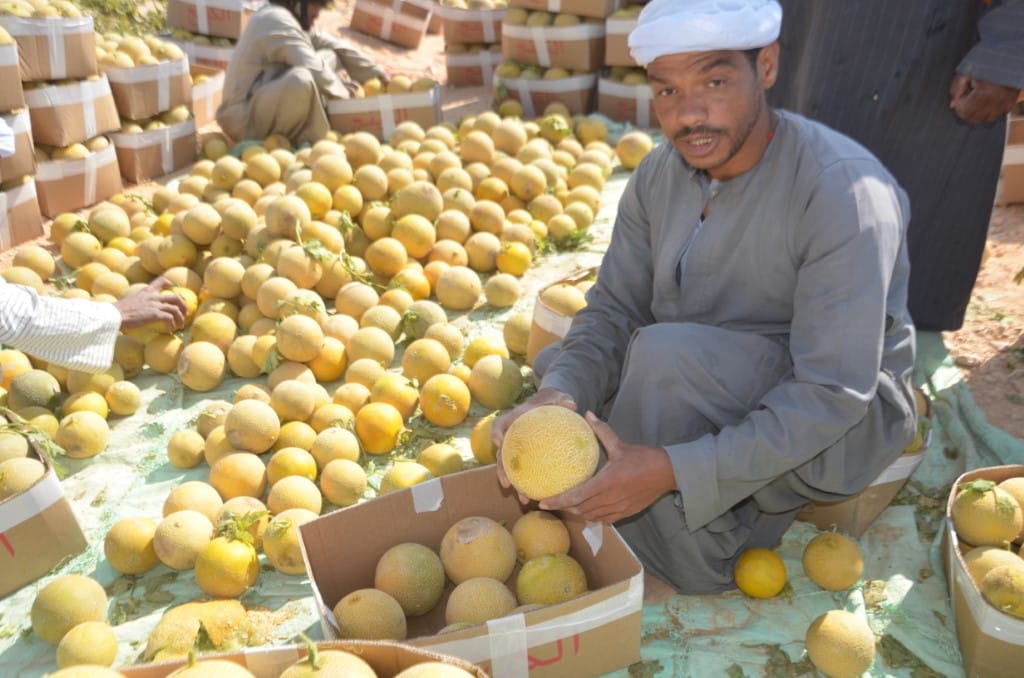 المزارعين خلال العمل فى موسم حصاد الكنتالوب