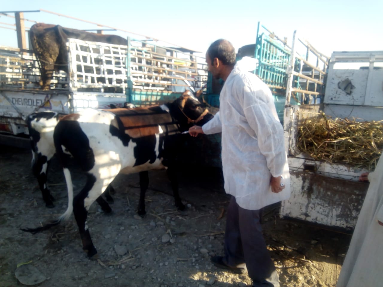 جانب من تحصين الماشية بسوق ارمنت