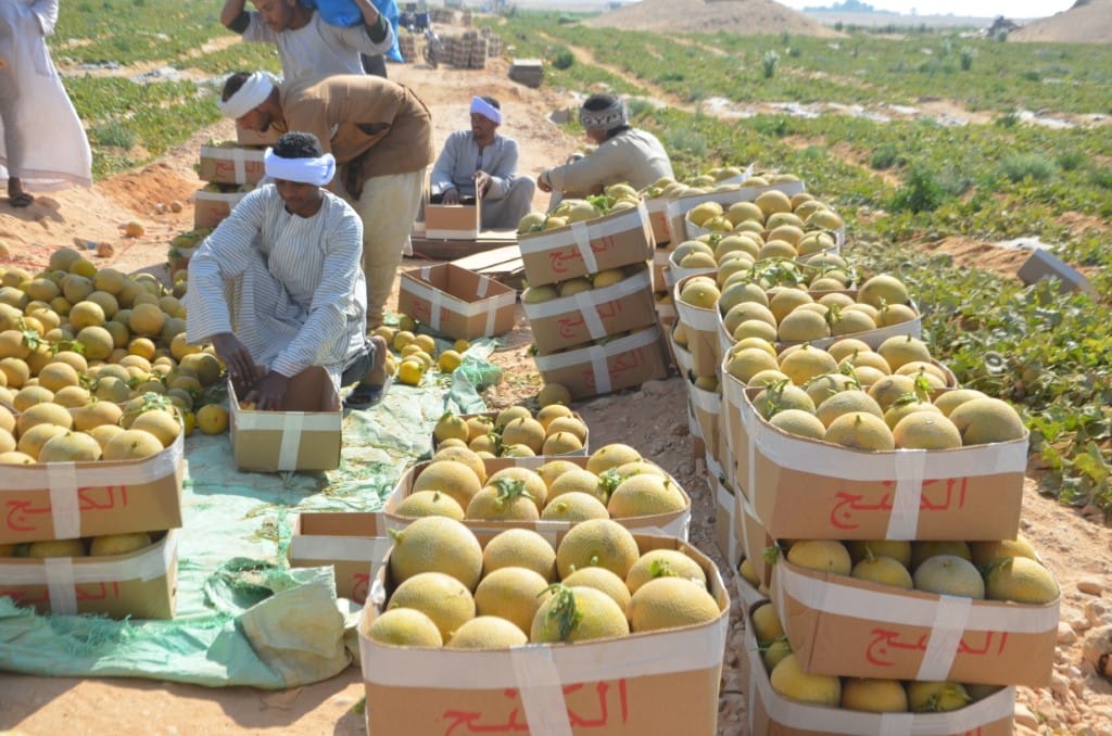 العمل بحصاد الكنتالوب فى الأقصر