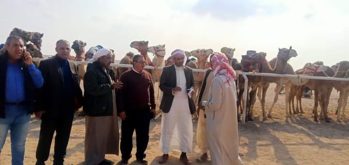 رئيس مدينة طور سيناء يشهد فعاليات ختام سباق الهجن بطور سيناء