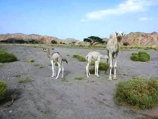 الأبل-بمحمية-وادى-الجمال-