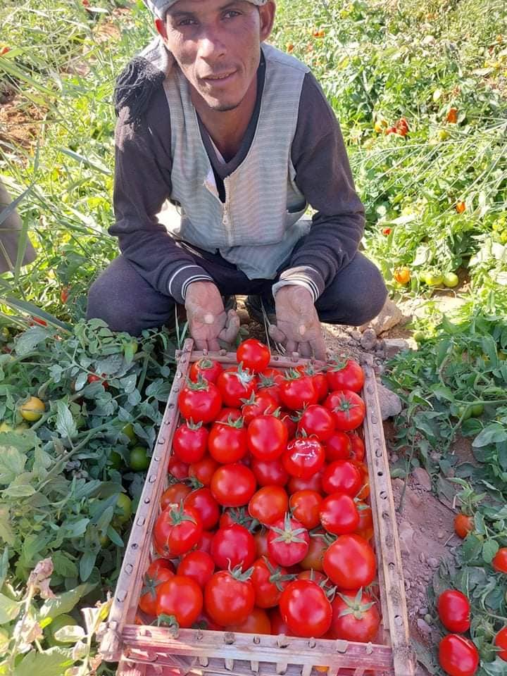 المزارعين خلال الحصاد لمحصول الطماطم