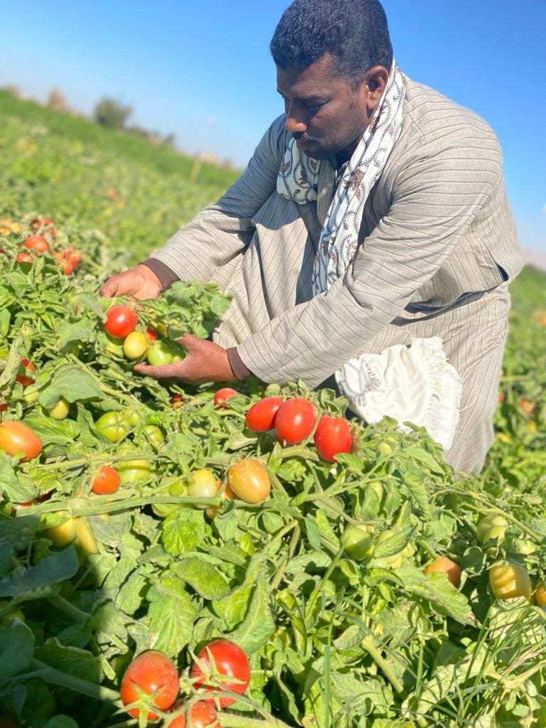 العمل فى موسم حصاد الطماطم بالأقصر