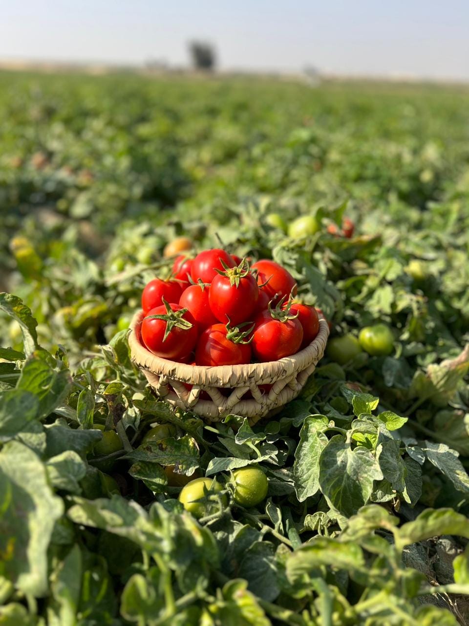 محصول الطماطم عقب حصاده فى المزارع