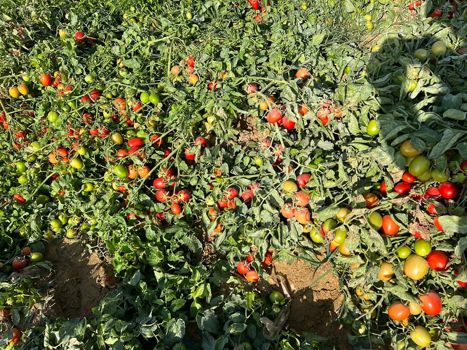 الطماطم فى المزارع قبل حصادها