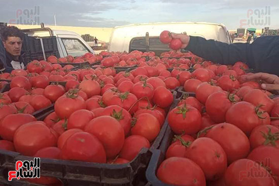 تقطيع الطماطم قبل دخول مرحلة التجفيف
