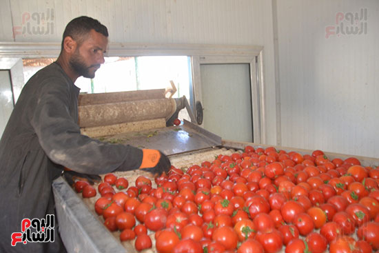 العمال بالمنشر خلال مراحل غسيل وفرز الطماطم