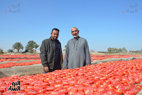 مهندسين الاقصر خلال موسم تجفيف الطماطم