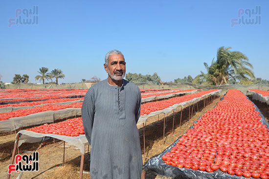 المهندس عبد الكريم يكشف تفاصيل موسم تجفيف الطماطم