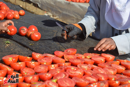 تقطيع الطماطم لتجهيزها للتجفيف بالأقصر