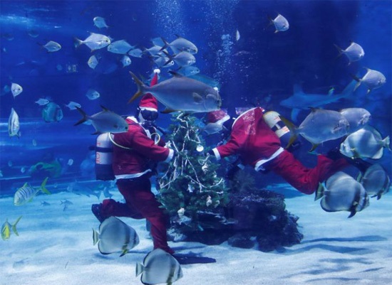 89589-غواصون-يرتدون-زي-بابا-نويل-يضعون-شجرة-عيد-الميلاد-داخل-حوض-للأسماك-فى-المجر