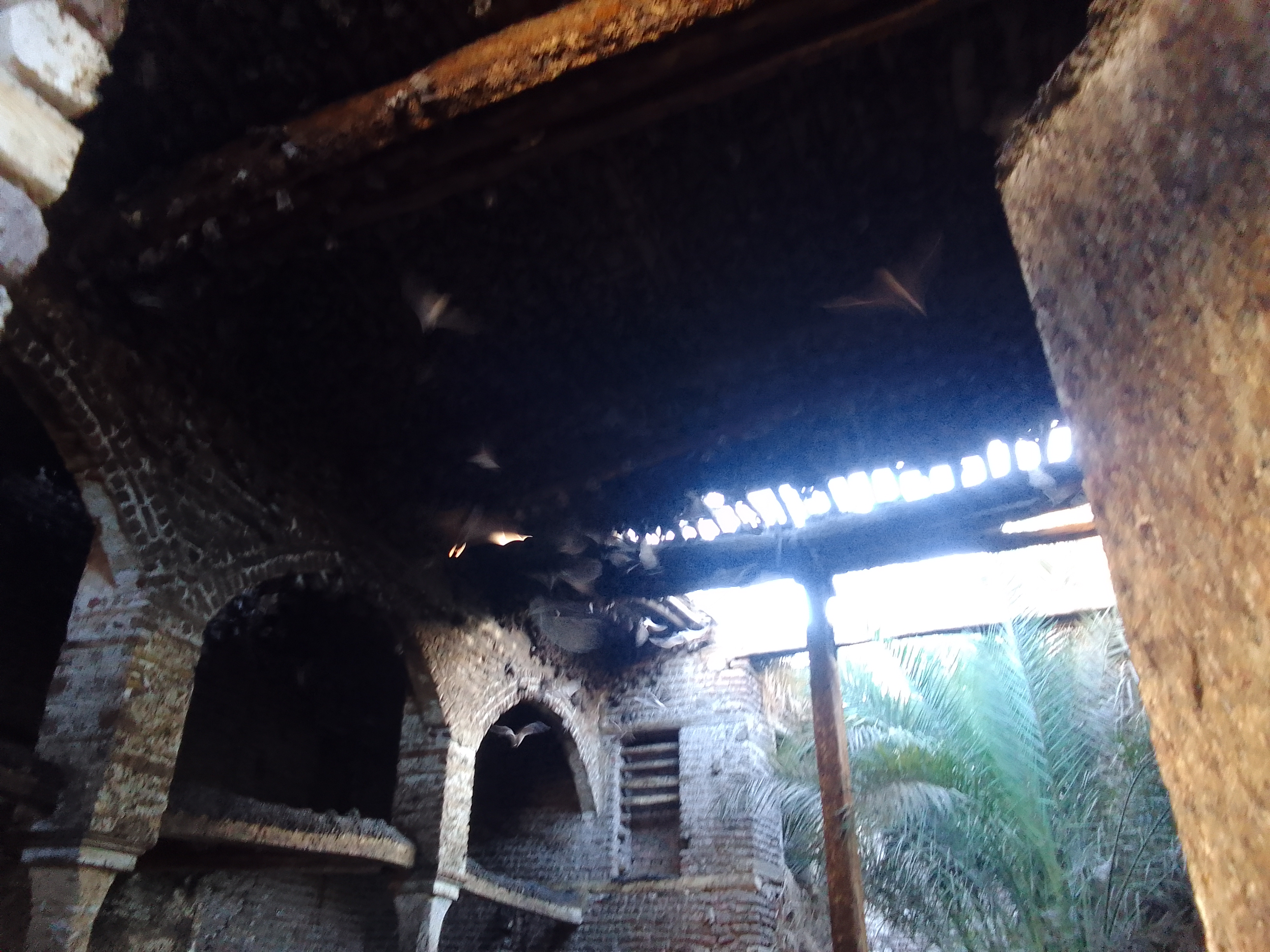 بيت الخفافيش فى دمياط (1)