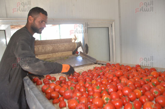 العمال-بالمنشر-خلال-مراحل-غسيل-وفرز-الطماطم