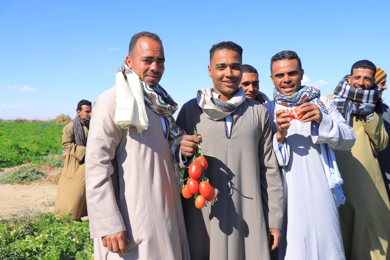 العمل فى حصاد الطماطم بمزارع الأقصر