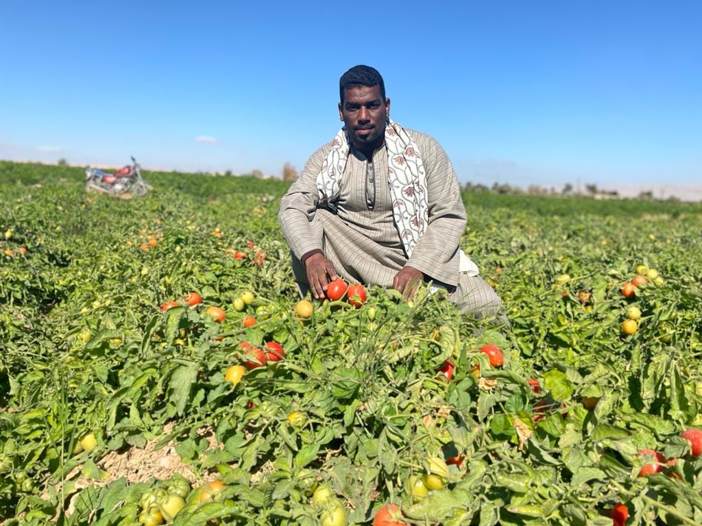 فرحة المزارعين بموسم حصاد الطماطم